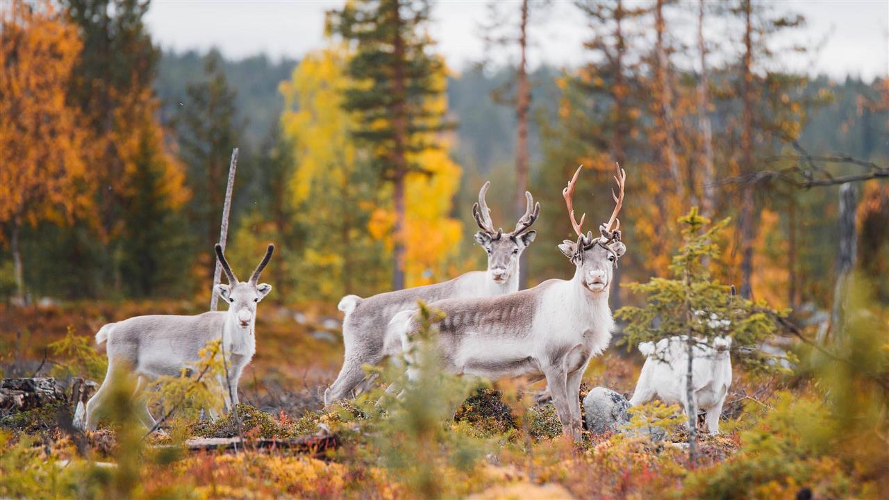Herbst Finnisch Lappland Rentiere