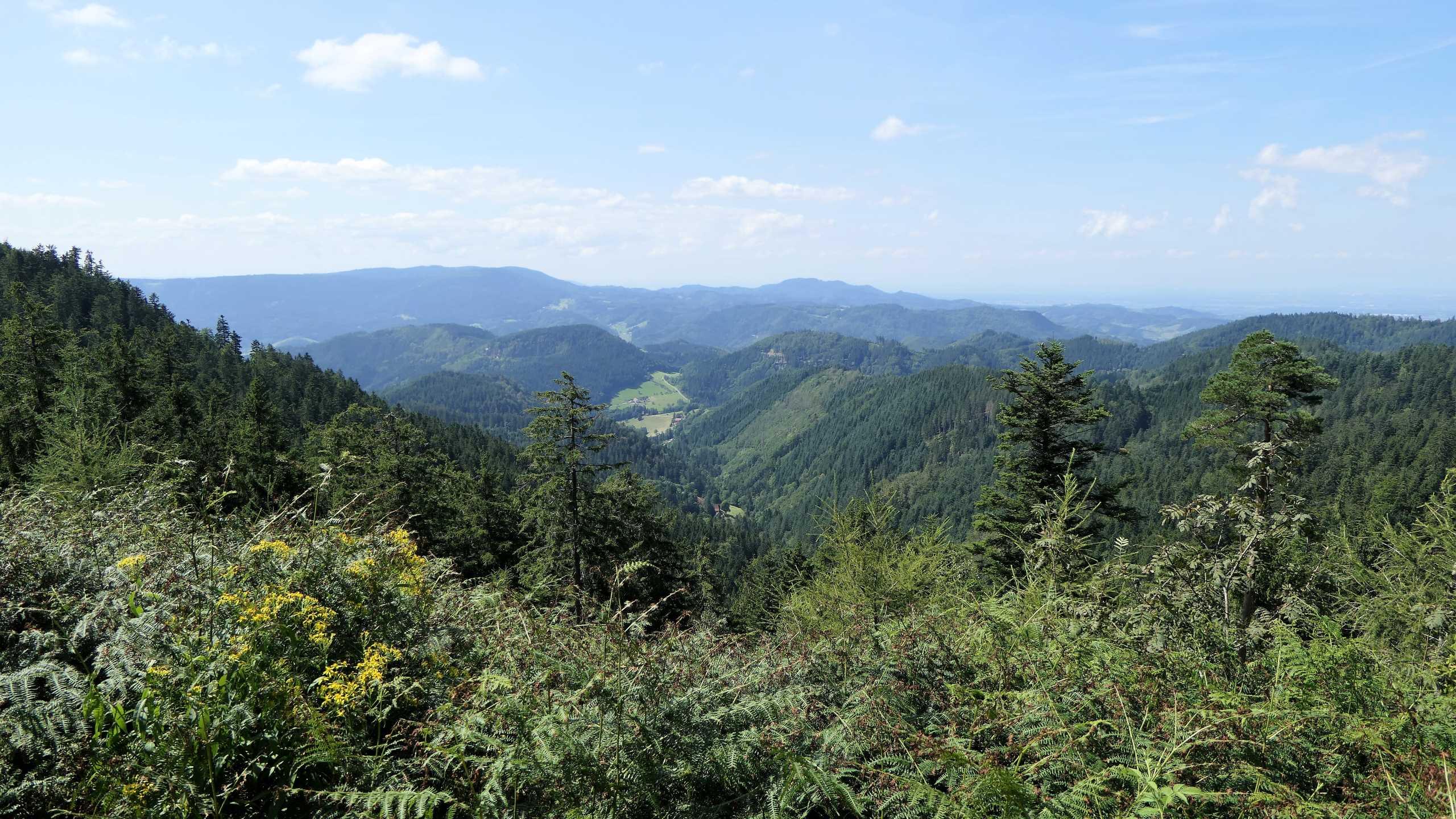 Schwarzwaldpanorama