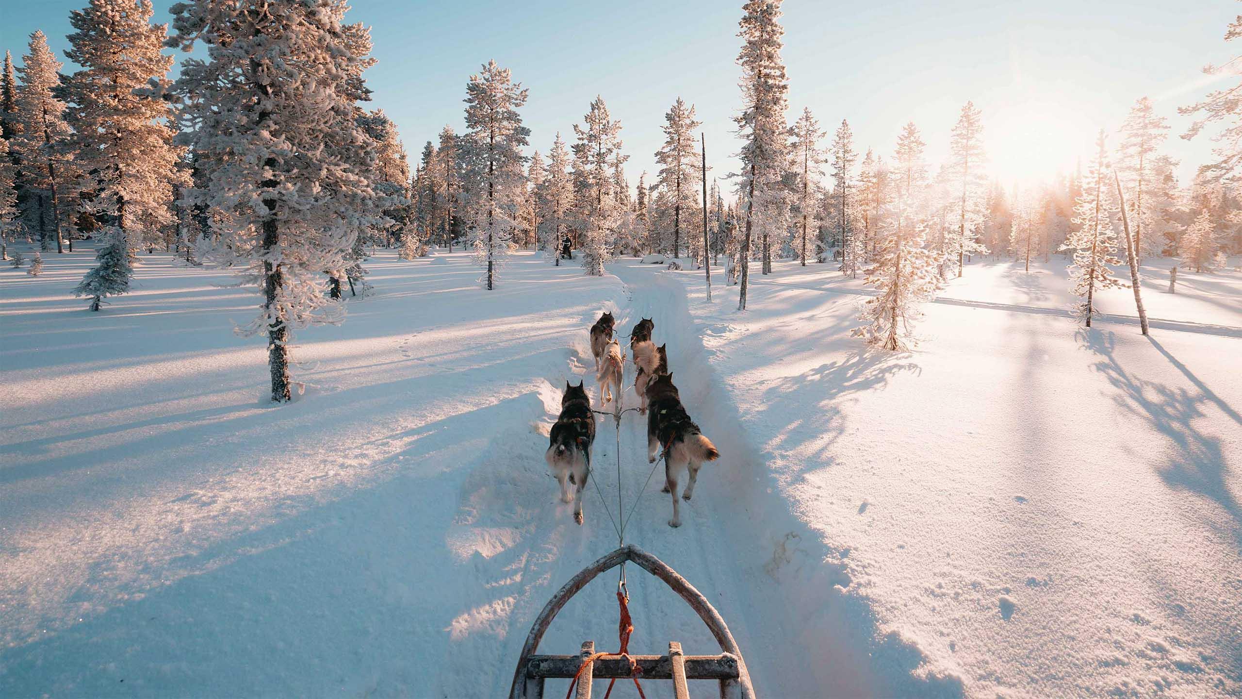 Husky Safari in Ylläs