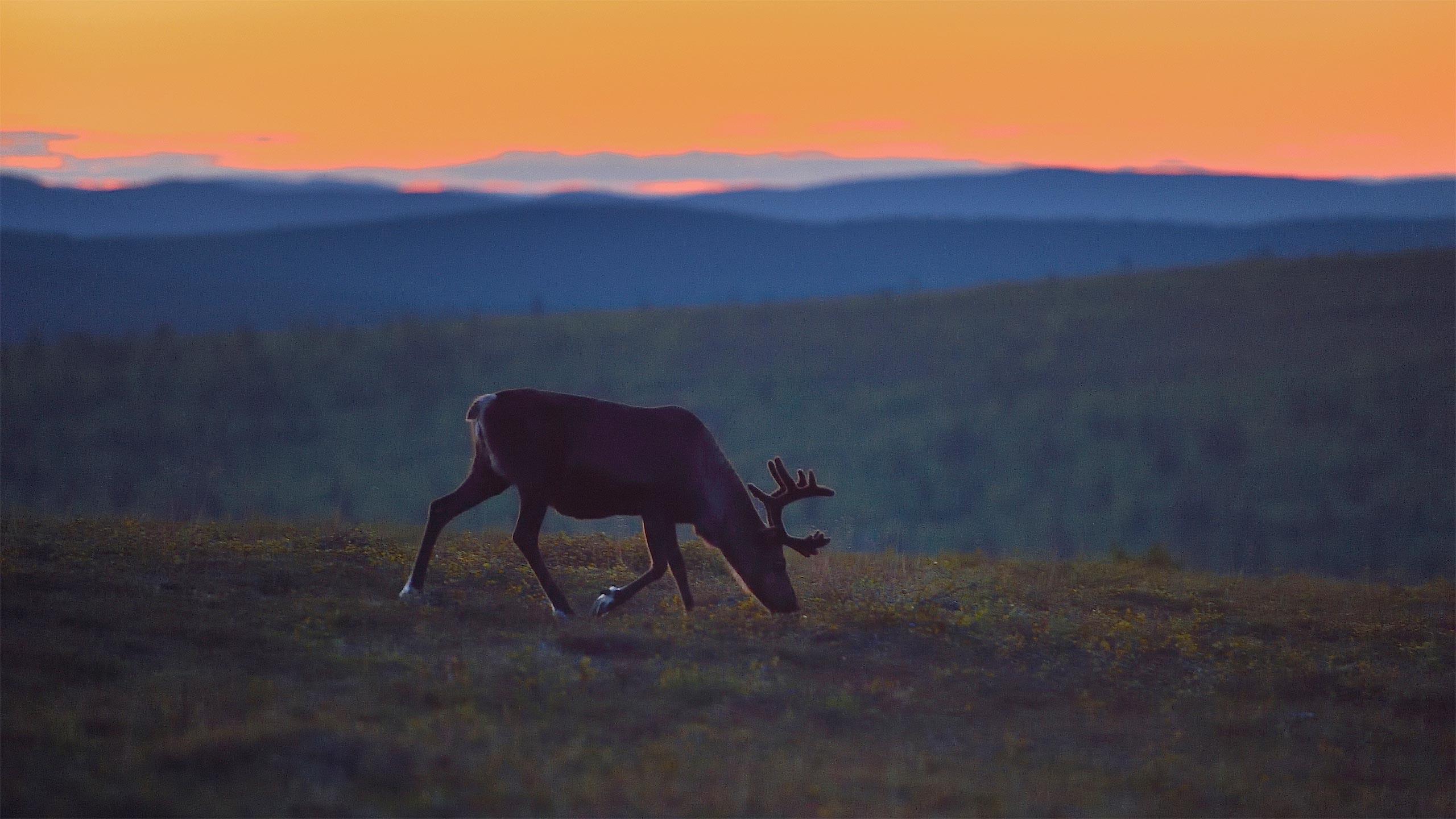 Rentier bei Saariselkä